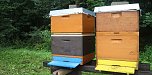 Erster Nordthüringer Bienenlehrpfad eröffnet (Foto: Angelo Glashagel)