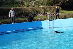 Hundedeschwimmen (Foto: Sandra Witzel)