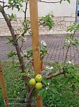 Etzlebener Apfelbaum (Foto: P.Keßler)