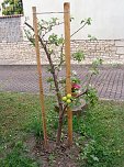Etzlebener Apfelbaum (Foto: P.Keßler)