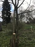 Zerstörte Bäume im Park Hohenrode (Foto: Förderverein Hohenrode)