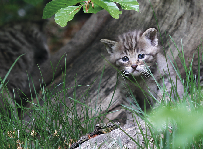 Eine junge Wildkatze ist leicht mit einer Hauskatze zu verwechseln (Foto: Ralf Steinberg)