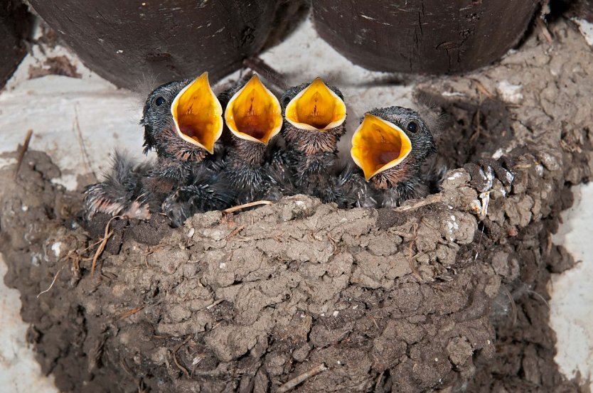 Rauchschwalbenküken im Nest (Foto: Leo/fokus-natur.de)