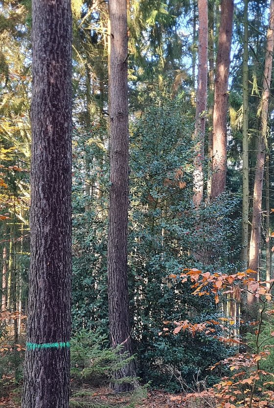 Ein seltener Baum in Thüringens Wäldern: Die Stechpalme  Baum des Jahres 2021. Der immergrüne Laubbaum findet sich häufiger in den milderen Klimaregionen Nord- und Westdeutschlands (Foto: Dirk Hentze/ThüringenForst)
