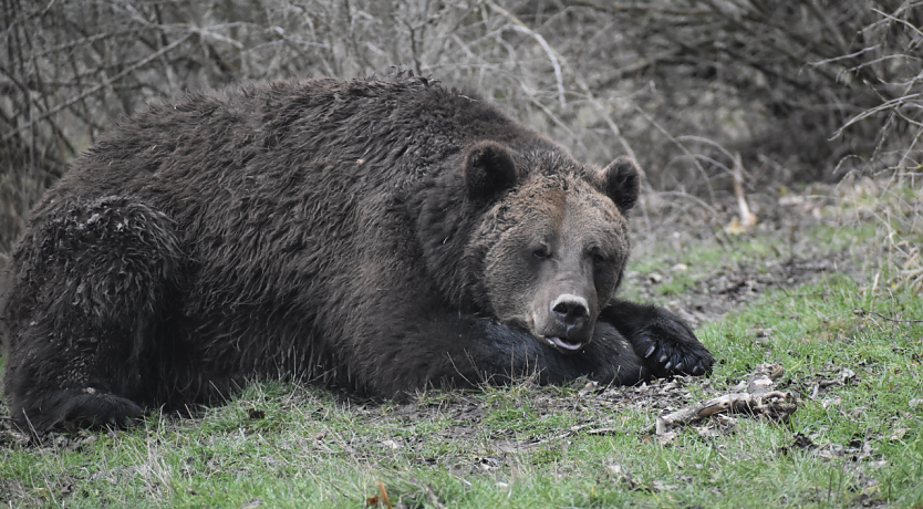 Bär Pedro kann man trotz frischer Luft immer noch nicht besuchen (Foto: Bärenpark Worbis)