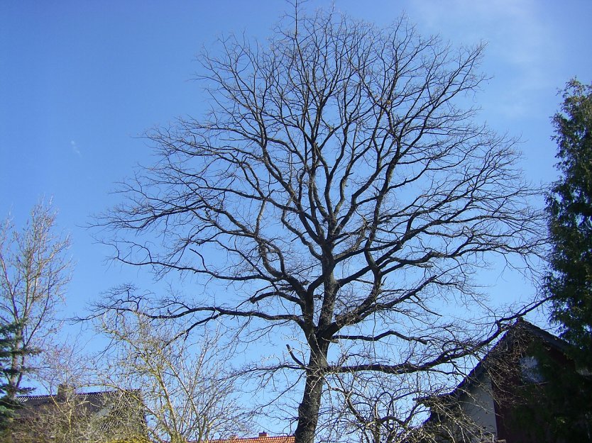 Auch im Winter macht das Symbol auf dem Richteberg was her. (Foto: Wilhelm Roth)