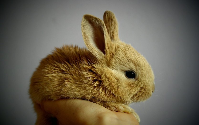 Keine Tiere zu Ostern verschenken (Foto: Pixabay-SimonaR)
