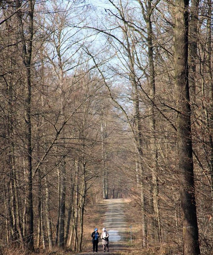 Bild: Verkraftet der Wald milde Winter?