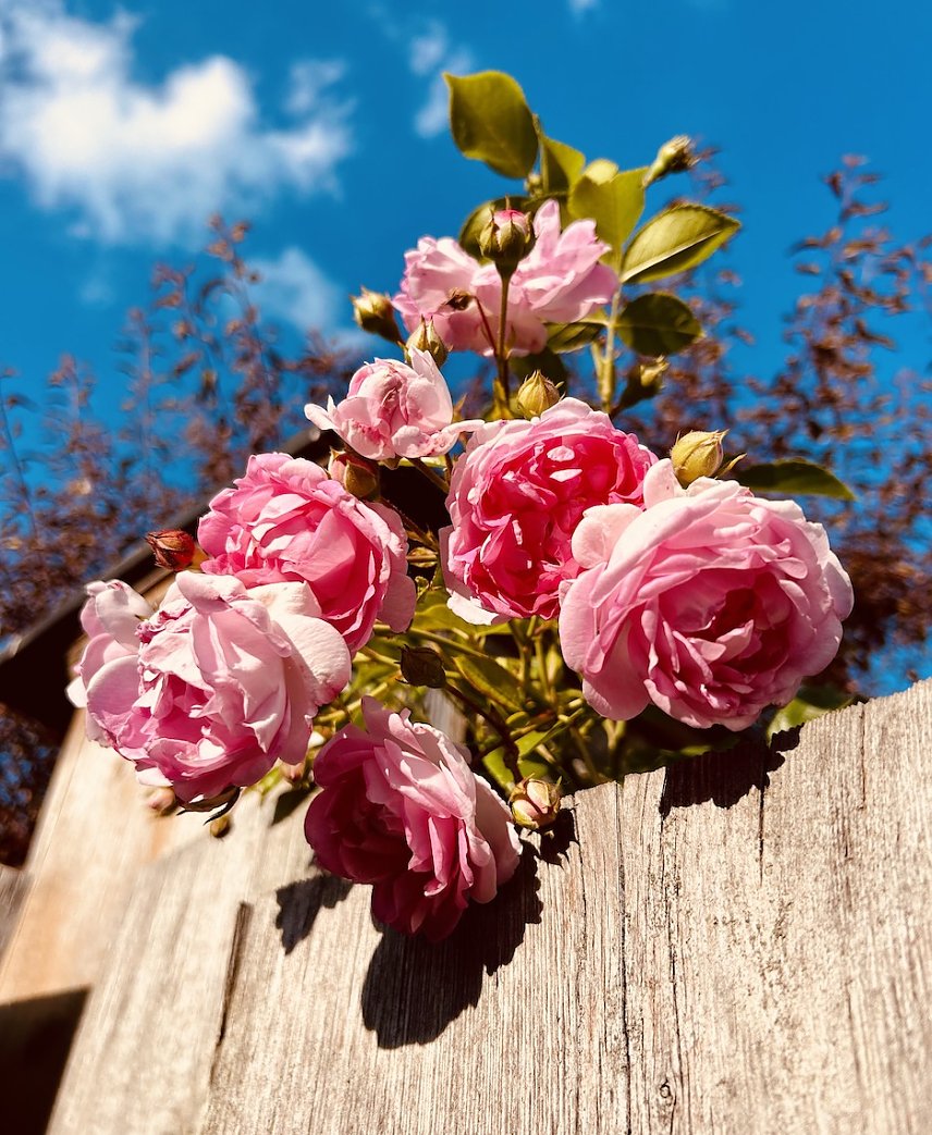 Bild: Rosen &uuml;ber dem Gartenzaun 