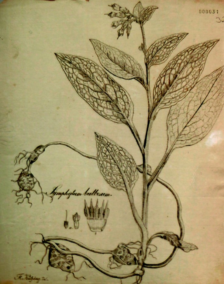 Bild: K&uuml;tzing war Zeichner und Lithograph, 1841, Stadtarchiv Nordhausen