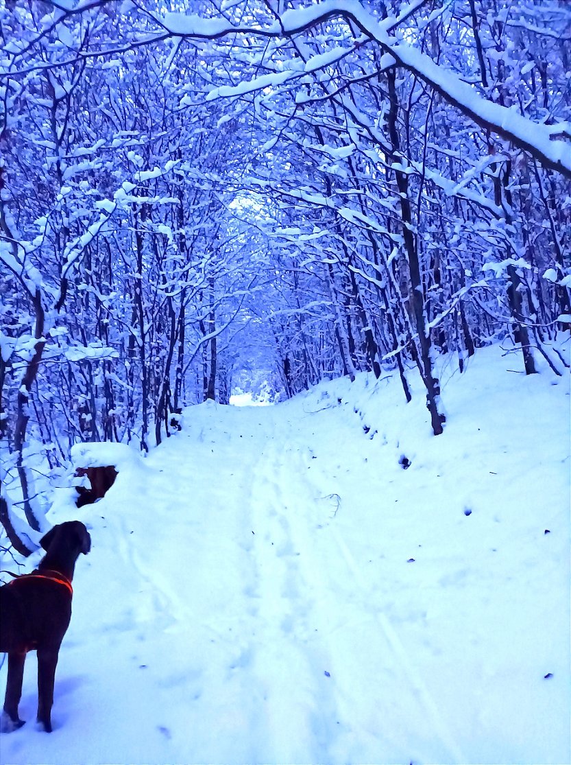 Bild: Dogge Barney ist von dem vielen Schnee verzaubert
