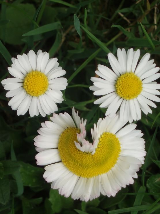 Bild: Das l&auml;chelnde G&auml;nsebl&uuml;mchen