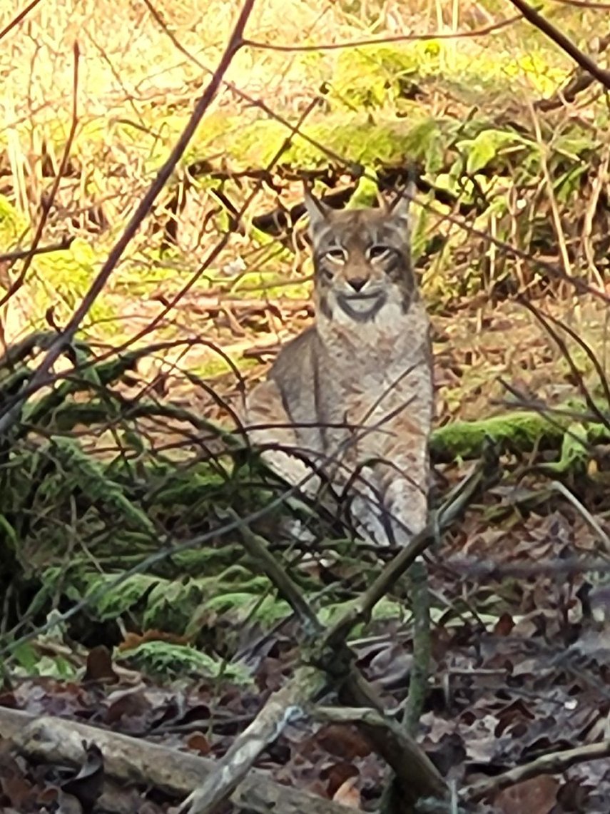 Bild: "Sehr fotogen und wachsam" - ein Luchs in der Windl&uuml;cke