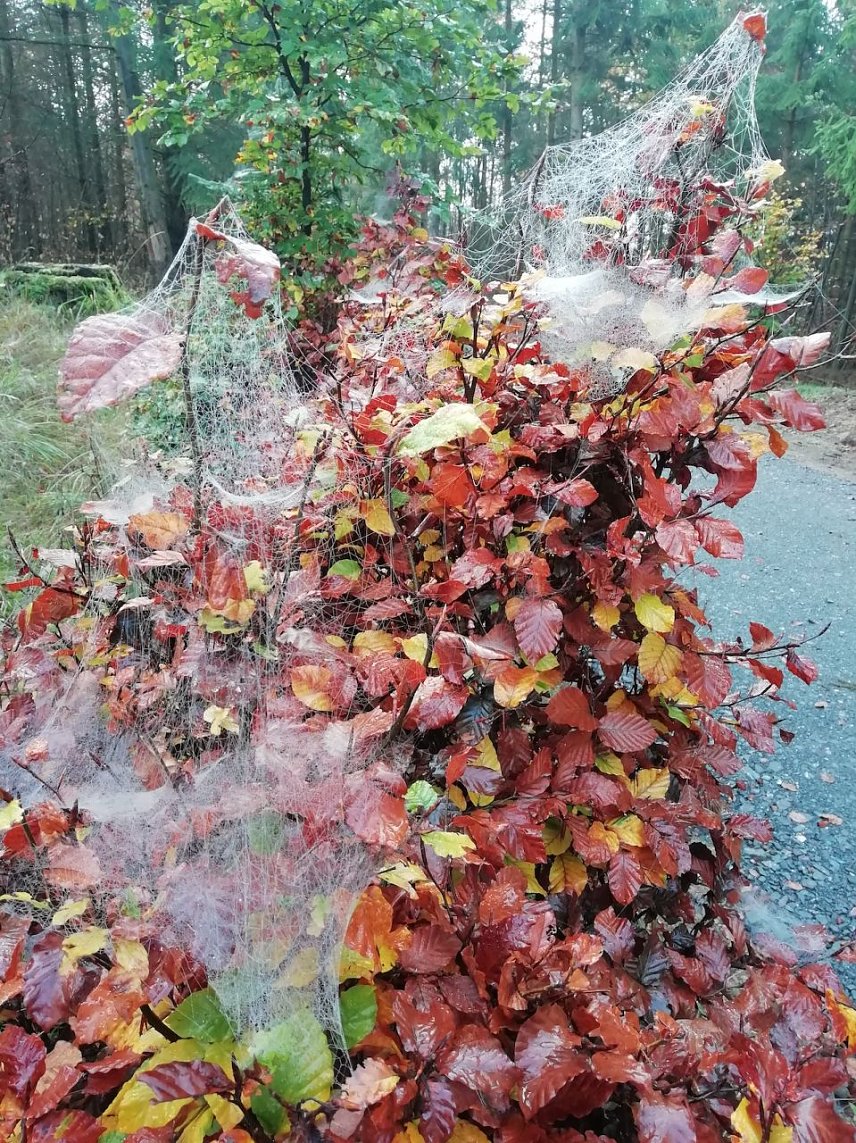 Bild: Herbst