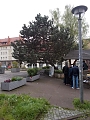 Die "Kletterkiefer" vor dem Pfarrhaus (Frank Tuschy)