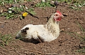 Im Kyffh&auml;userkreis wurde die Vogelgrippe in einem Gefl&uuml;gelbetrieb nachgewiesen, Symbolbild (emw)