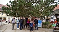 Die Initiative will die "Kletterkiefer" am Blasiikirchplatz erhalten. (ssc)