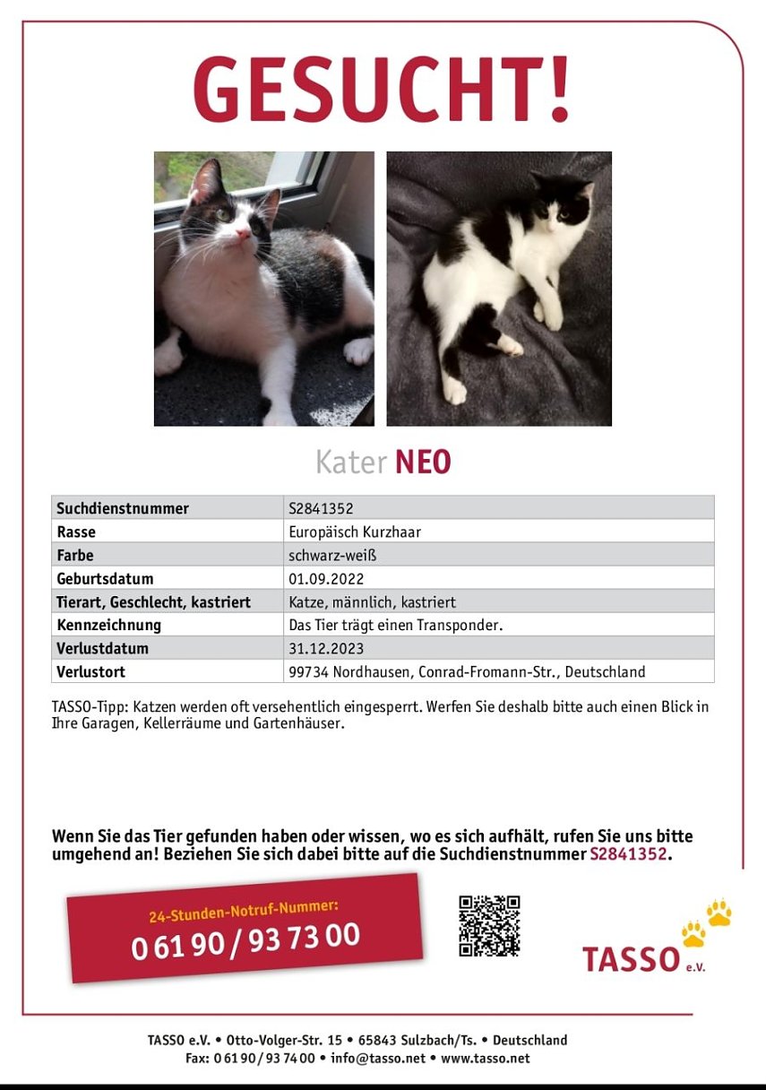 Bild: Steckbrief Kater Neo