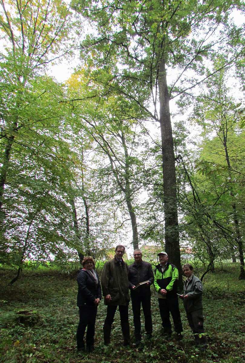 Bild: Baum des Jahres