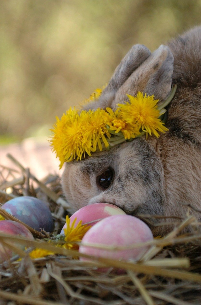 Bild: Geschm&uuml;cktes "Osterkaninchen"