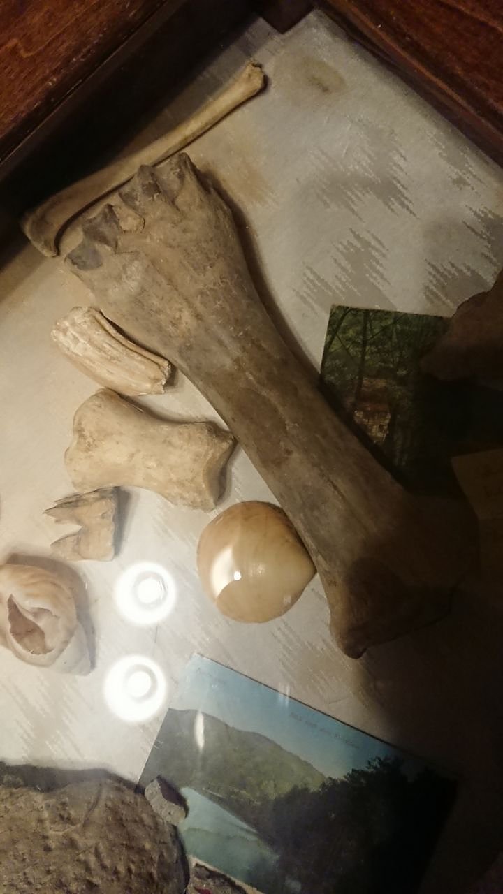 Bild: Nashornknochen