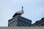 Besuch aus der Luft (Foto: J. Le&szlig;ner)