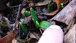 Zu-Fr&uuml;h-Bl&uuml;her (Foto: B. Schwarzberg)