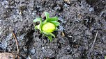 Zu-Fr&uuml;h-Bl&uuml;her (Foto: B. Schwarzberg)