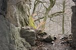 Unterwegs im Harz (Foto: R. Neitzke)