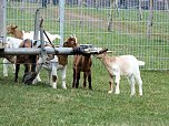 L&auml;mmerfest auf der Ziegenalm in Sophienhof (Foto: Peter Blei)
