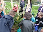 Baum des Jahres gepflanzt (Foto: Karl-Heinz Herrmann) Baum des Jahres gepflanzt (Foto: Karl-Heinz Herrmann)