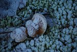 Pilze im Mittelpunkt (Foto: privat)