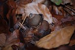 Pilze im Mittelpunkt (Foto: privat)