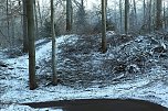 Kahlschlag im Gehege? (Foto: nnz)