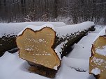 Im wahrsten Sinne des Wortes: Eine Wertholzeiche aus der Tiefenbach bei Werther. (Foto: Carsten Wiegleb)