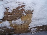 Die Riegelung ist auf der Querschnittsfl&auml;che nicht zu sehen, nur beim Anschalmen der Stammoberfl&auml;che im Holz unter der Rinde. (Foto: Carsten Wiegleb)