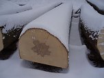 Eine Superesche aus der Langen Wand bei Ilfeld. Die Esche, der Weltenbaum  Yggdrasil  in der Nordischen Mythologie. Seine Zweige reichen &uuml;ber den ganzen Himmel und erstrecken sich &uuml;ber die ganze Welt (Foto: Carsten Wiegleb)