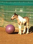 Zu sehen in Wollersleben (Foto: privat)