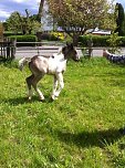 Zu sehen in Wollersleben (Foto: privat)