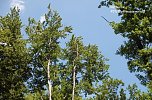 Waldschadenserhebung (Foto: Hans-Jürgen Schmidt) Waldschadenserhebung (Foto: Hans-Jürgen Schmidt)