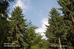 Waldschadenserhebung (Foto: Hans-Jürgen Schmidt) Waldschadenserhebung (Foto: Hans-Jürgen Schmidt)