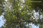 Waldschadenserhebung (Foto: Hans-Jürgen Schmidt) Waldschadenserhebung (Foto: Hans-Jürgen Schmidt)