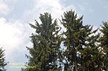 Waldschadenserhebung (Foto: Hans-Jürgen Schmidt) Waldschadenserhebung (Foto: Hans-Jürgen Schmidt)
