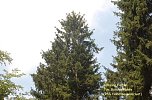 Waldschadenserhebung (Foto: Hans-Jürgen Schmidt) Waldschadenserhebung (Foto: Hans-Jürgen Schmidt)