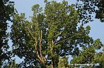 Waldschadenserhebung (Foto: Hans-Jürgen Schmidt) Waldschadenserhebung (Foto: Hans-Jürgen Schmidt)