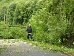 Baum umgest&uuml;rtzt (Foto: BFW)