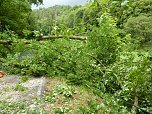 Baum umgest&uuml;rtzt (Foto: BFW)
