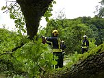 Baum umgest&uuml;rtzt (Foto: BFW)