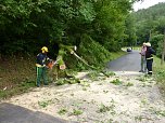 Baum umgest&uuml;rtzt (Foto: BFW)