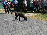 Polizeivorf&uuml;hrungen im Zeltlager der Johanniter (Foto: Ilka K&uuml;hn)